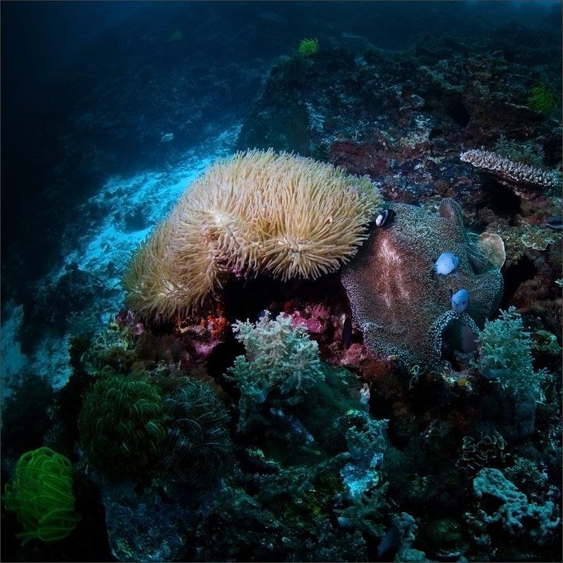 фсяко_разно Немного о морях и кораллахphoto preview