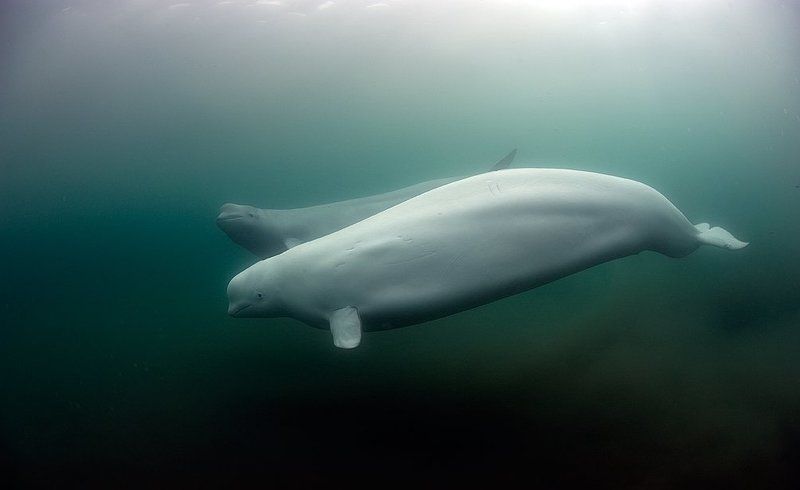 Japan Sea. Rudnaya Bay. Polar White Whale.photo preview