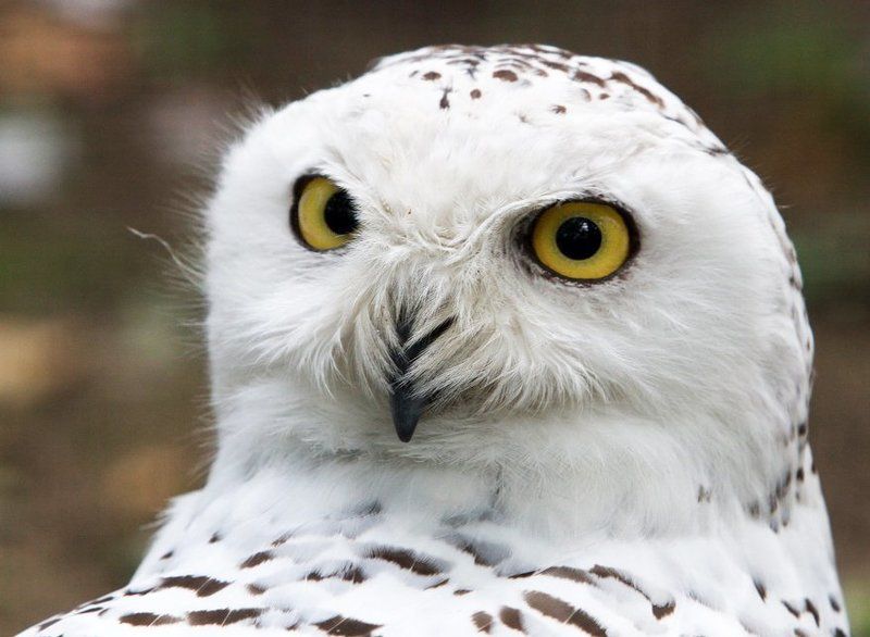 Боронphoto preview