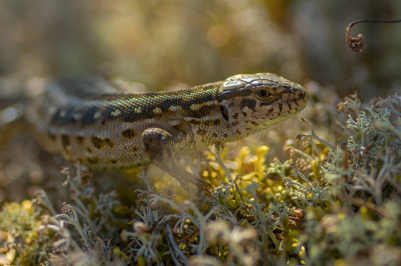 Встреча в лесу. Портрет лесной Дракошиphoto preview