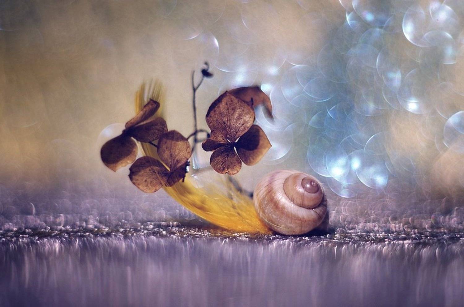 ..... Автор: Ela Drzazga , Ela Drzazga