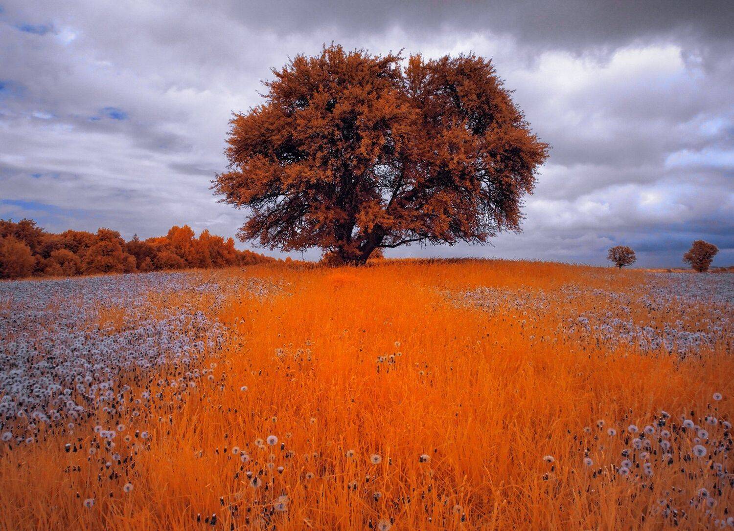 infrared,ик-фото,инфракрасное фото, инфракрасная фотография, пейзаж, весна, беларусь, Sixten ( Сергей )