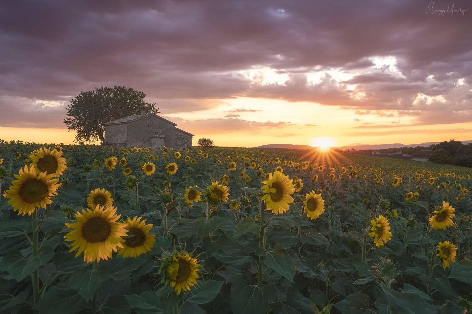 Sunset in Provence.. Автор: Sergey Merphy sunset sunflowers provence, Sergey Merphy