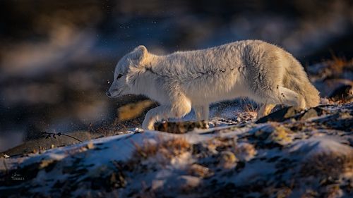 Polarfox
