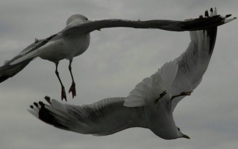 Танец чаекphoto preview