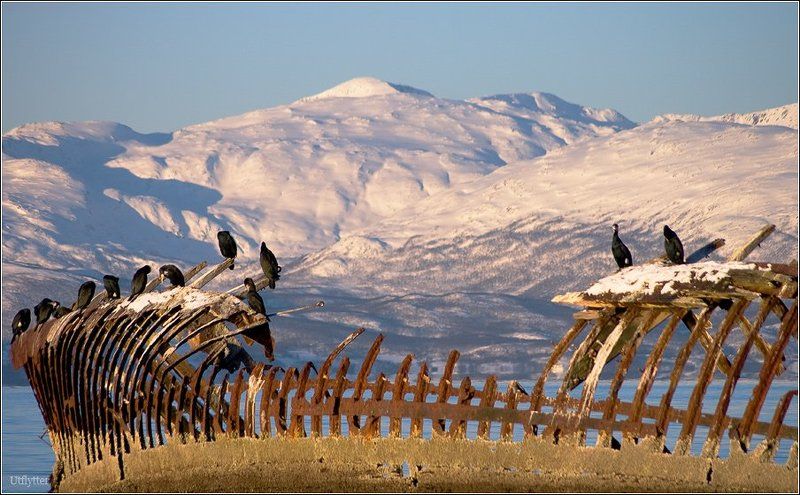 Доедают...photo preview