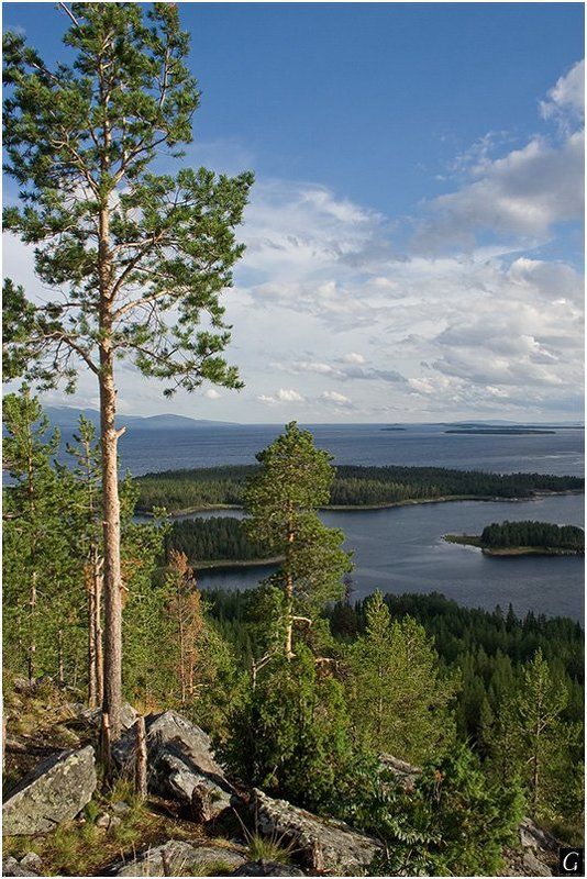 кольский, белое, море, скалы, сосны, просторы Беломорская воля.photo preview