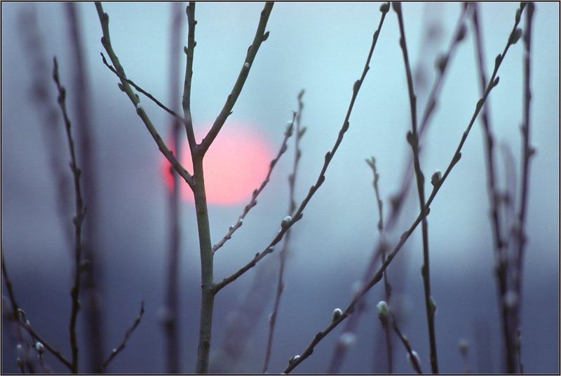 утро,весна,солнце,верба Холодное утроphoto preview