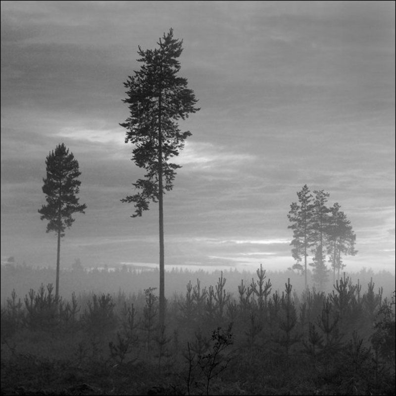 Утренняя квадратная чб картинка с соснами на вырубкеphoto preview