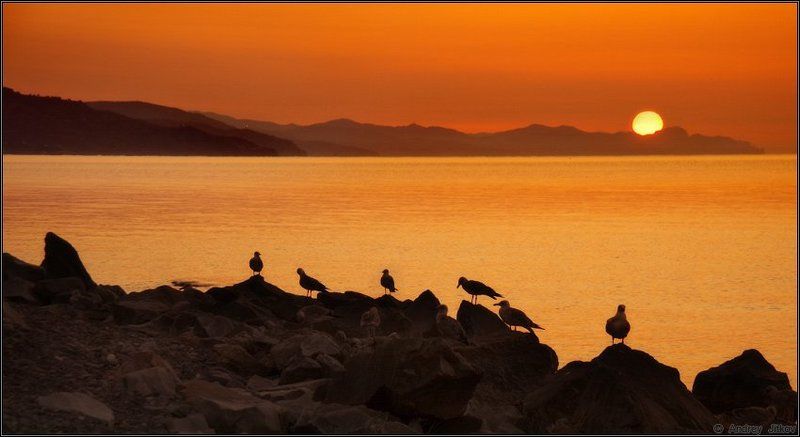 август, лето, утро, море, солнце, крым, чайки, пейзаж Утреннее море чаек..photo preview