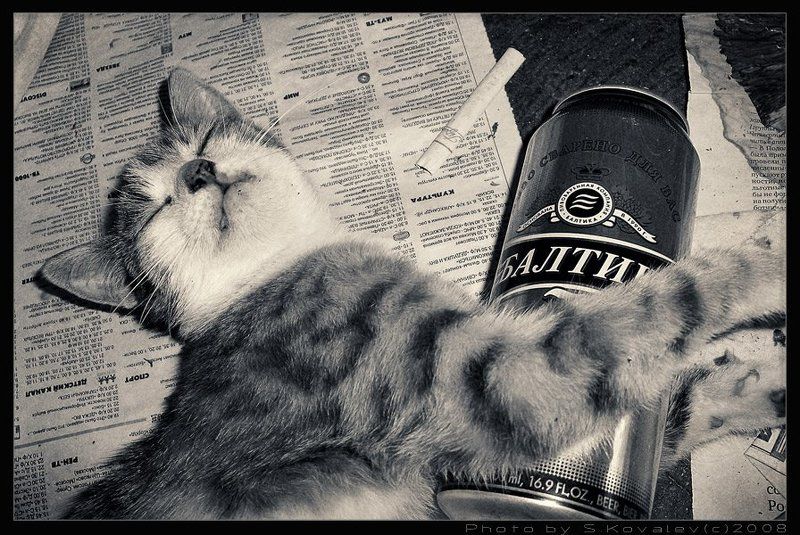 прима, пиво, кошечки Больше пить не могу...photo preview