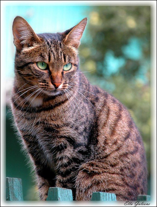 Портрет неизвестного (Ritratto di uno sconosciuto)photo preview