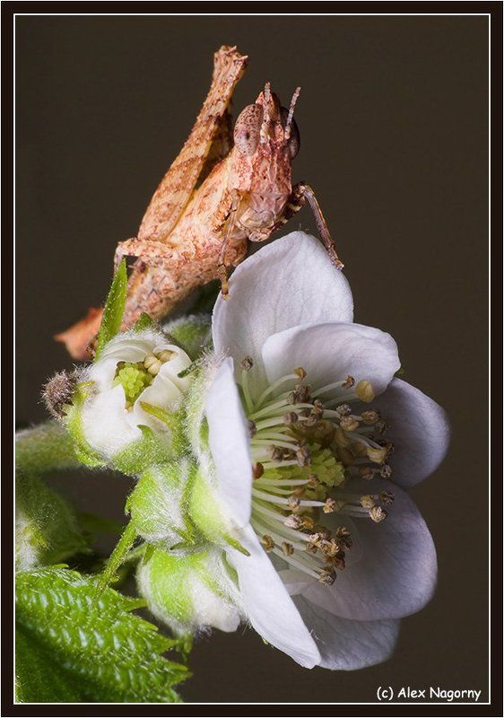 макро, фото, цветок, малина, прямокрылые, саранчовые, бестимпанальные саранчовые, erianthus, versicolor, eumastacoidea, букет для любимой, 8 марта C 8 MAPTA!!! (букет для любимой)photo preview