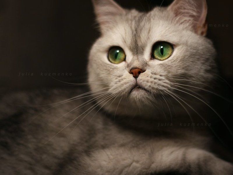 кошка, салли Моя Саллиphoto preview