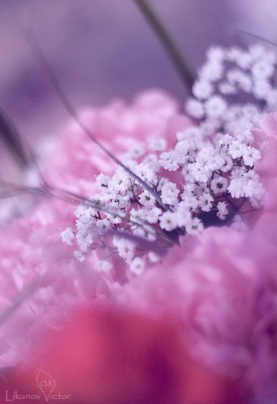 8 марта, цветы, arhy 8photo preview