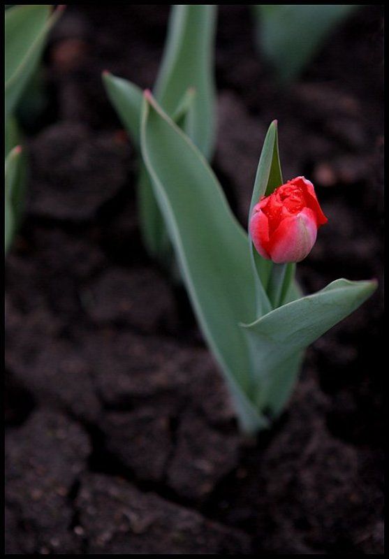 Тюльпанphoto preview