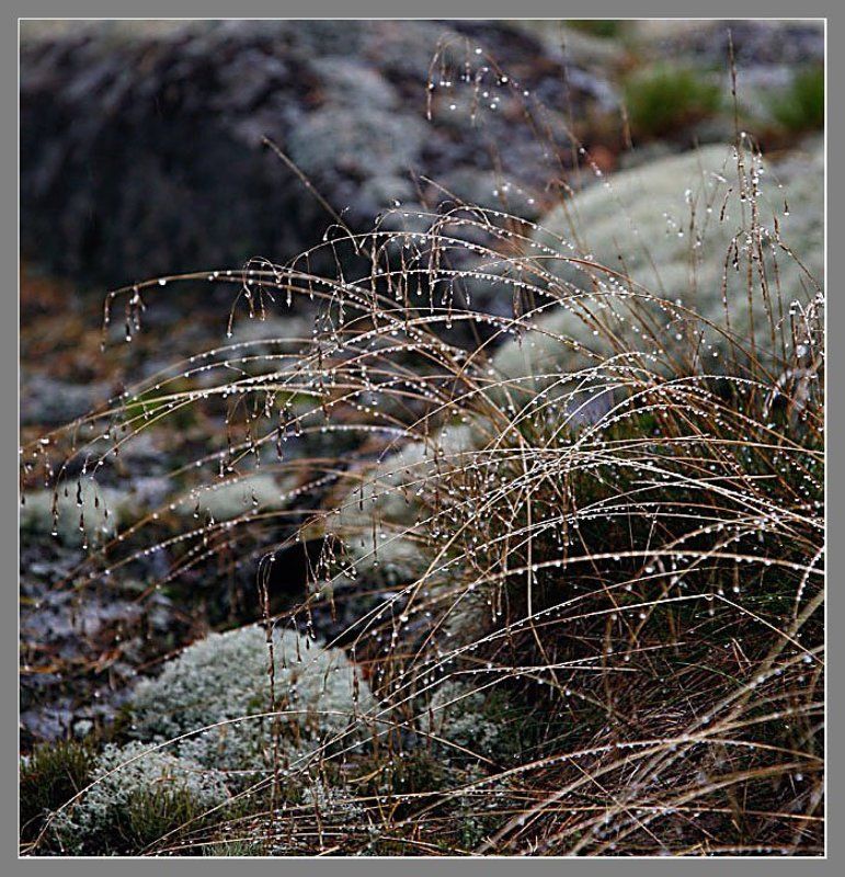 роса, утро, слезы, бусинки Утренние бусинки!photo preview