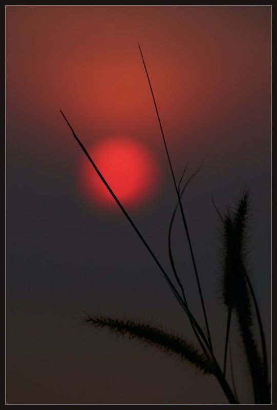закат,солнце,силуэты,травинка,красное,чёрное,тишина Тишинаphoto preview
