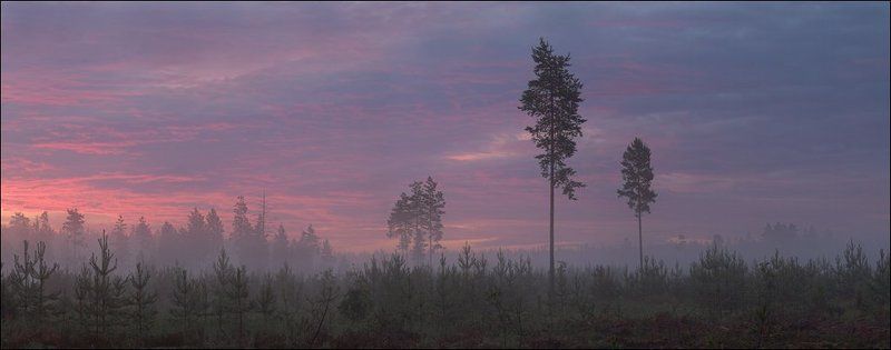 Цветная утренняя панорама с соснами на вырубкеphoto preview