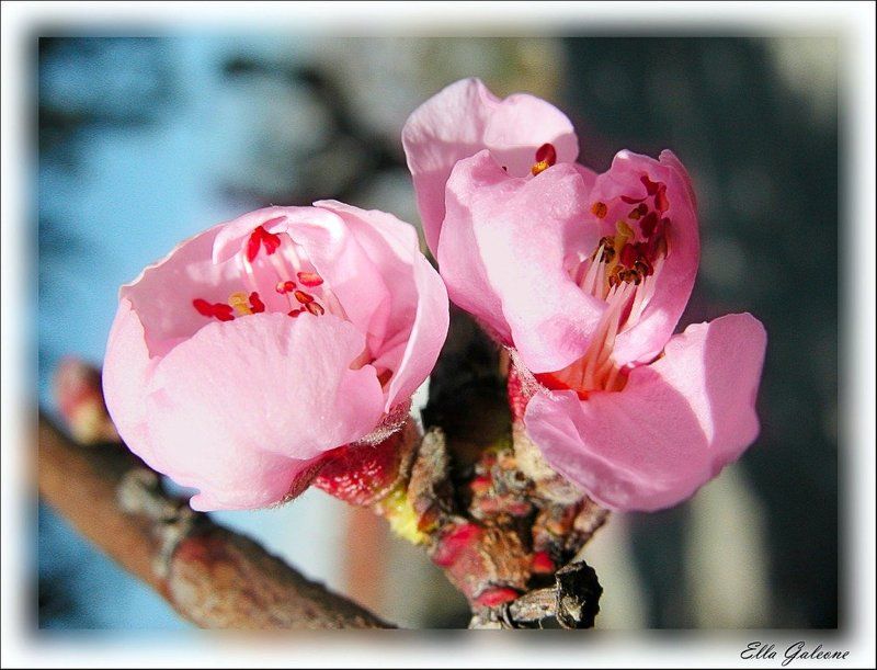 Весна наступилаphoto preview