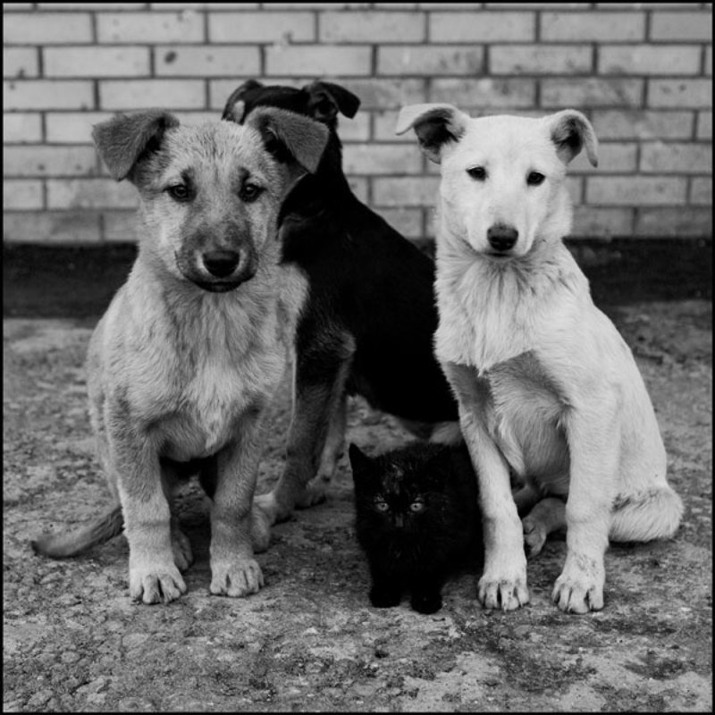 Бандаphoto preview