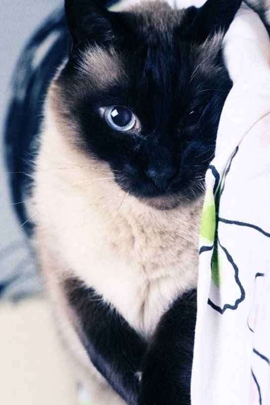 Мой крутанский кот)photo preview