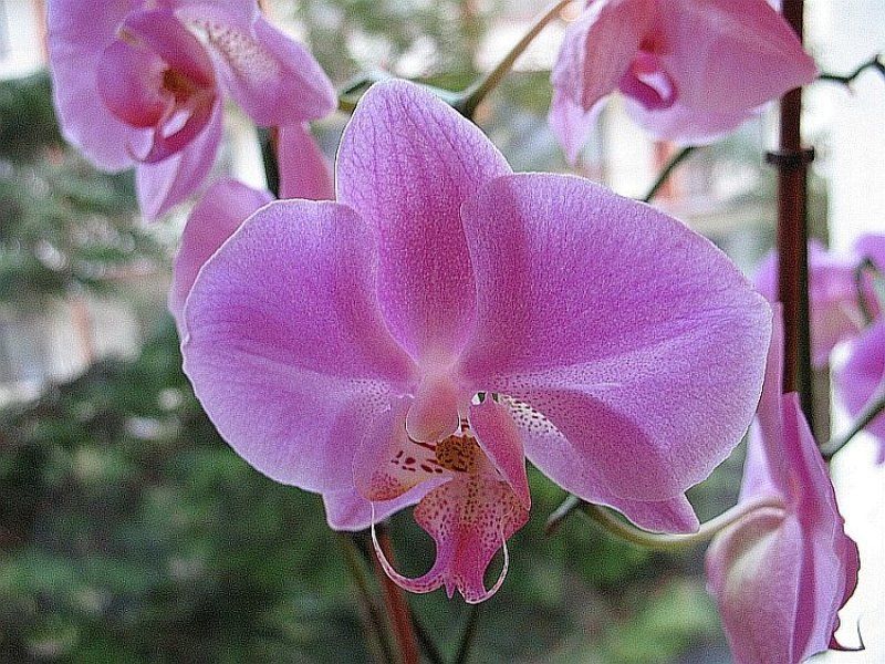 цветы, орхидея Орхидея.photo preview