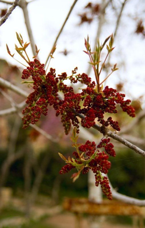 igalsc Веснаphoto preview