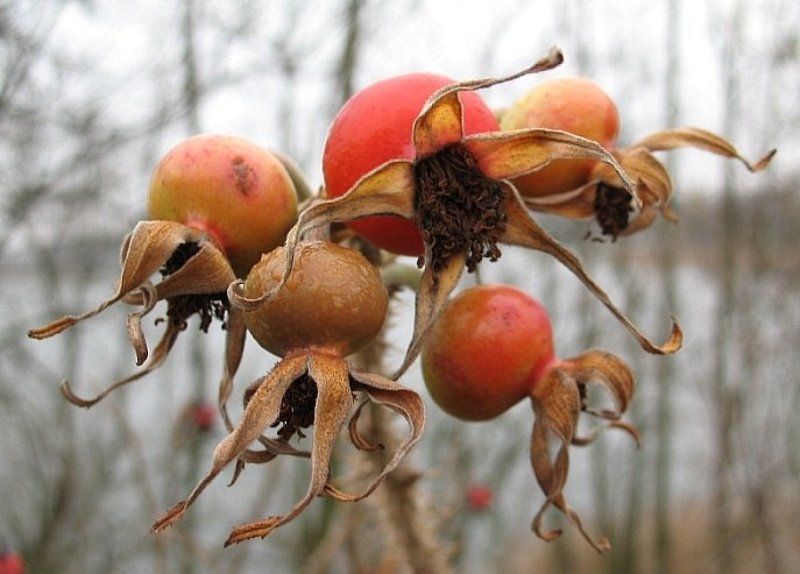 шиповник Шиповникphoto preview