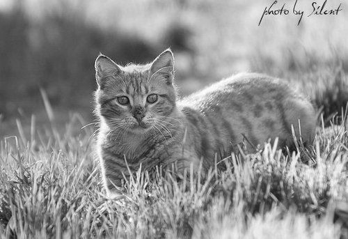 Солнечный Кот