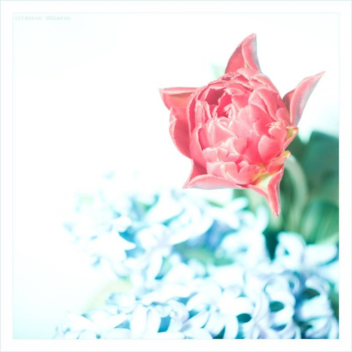 цветы, Антон Шкарин