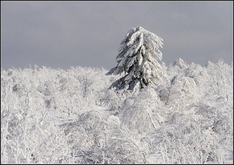ажигардак, аджигардак, снеговые горы На севере диком стоит одиноко на голой вершине соснаphoto preview