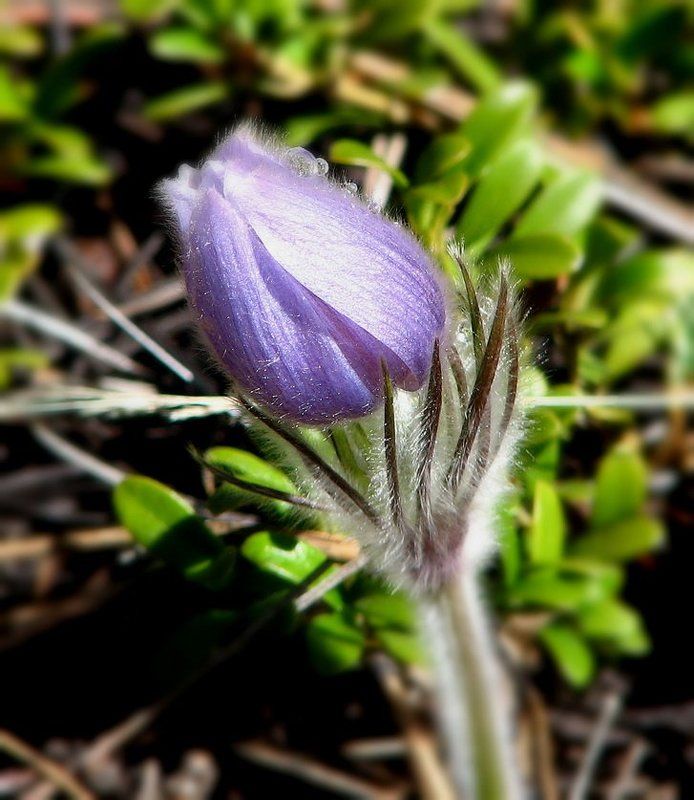 Навстречу веснеphoto preview