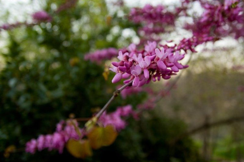 igalsc Новая жизнь IIphoto preview