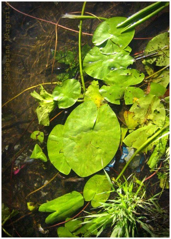 кувшинки, вода, озерки, зелень Зеленый лист тихой водыphoto preview