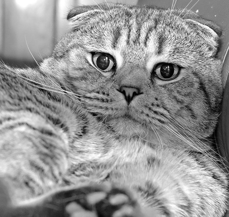 кот, красота, пушистость, ласковость Отразиться в твоих глазах,любимый!:)photo preview