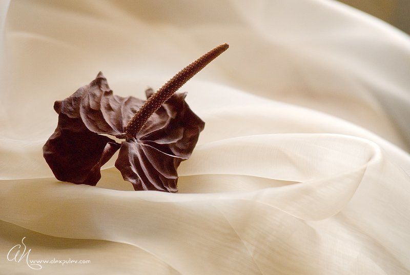 баловство,засуха,цветок,ткань,свет,окно,путев когда депресняк приходит нежданно ....photo preview