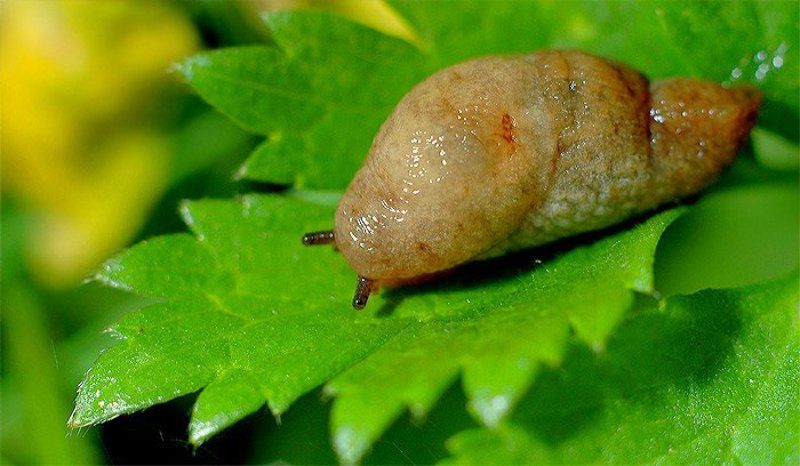 макро Зверюга)photo preview