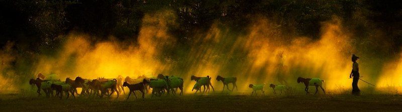 бирма,баган,стадо,пастухи Flame dustphoto preview