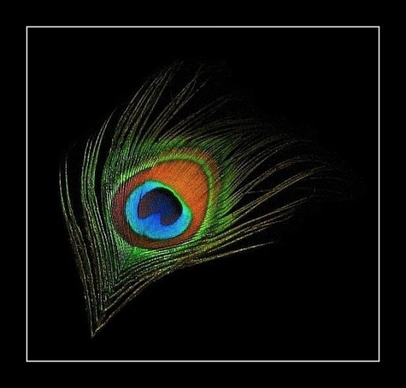 перышко, макро Перышкоphoto preview