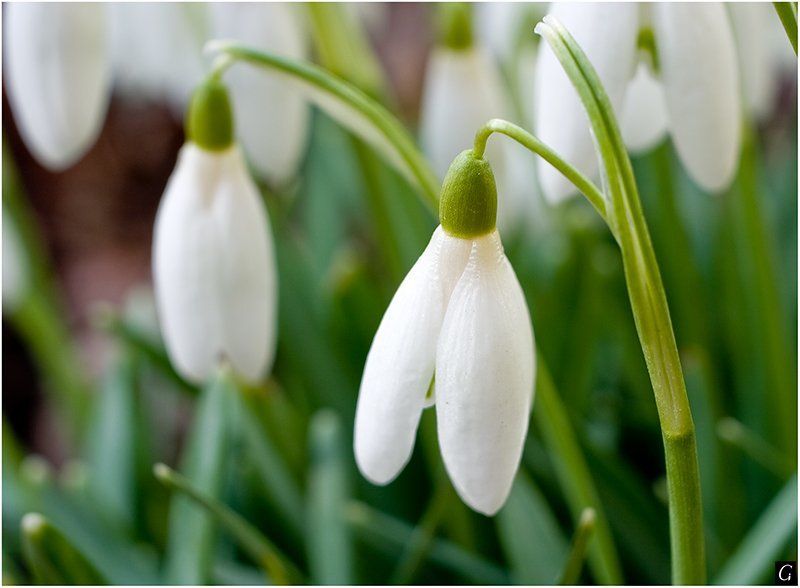 весна,подснежники весеннееphoto preview