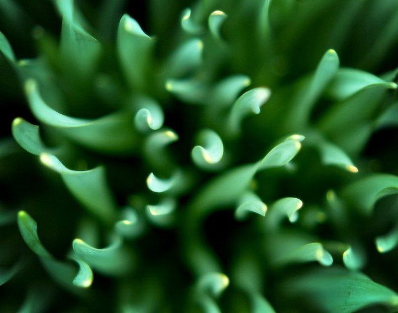 green greenphoto preview