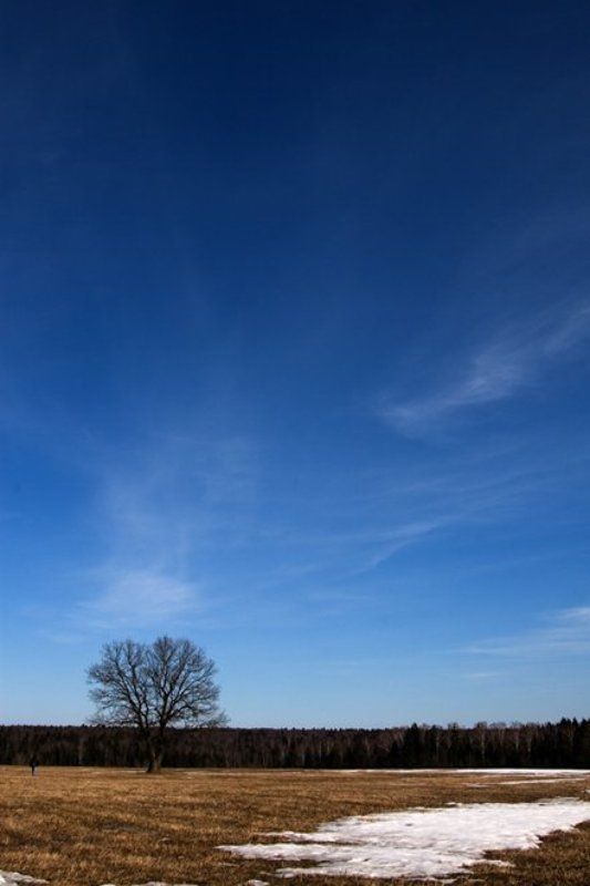 дерево, воскресенье, человек, поле ***photo preview