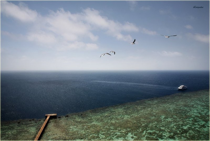 красное море, судан, риф санганеб, маяк, яхта, чайки Санганеб.photo preview