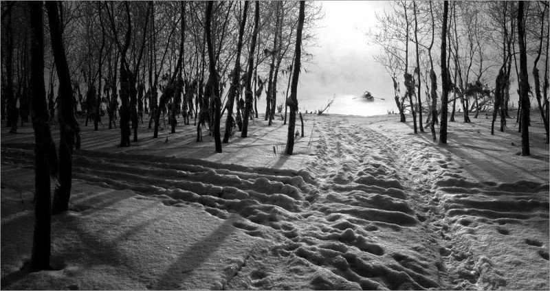 зима кусты снег берег лодка туман на светphoto preview