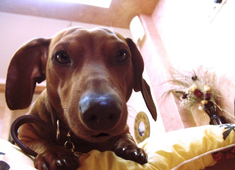 biozavrphoto preview