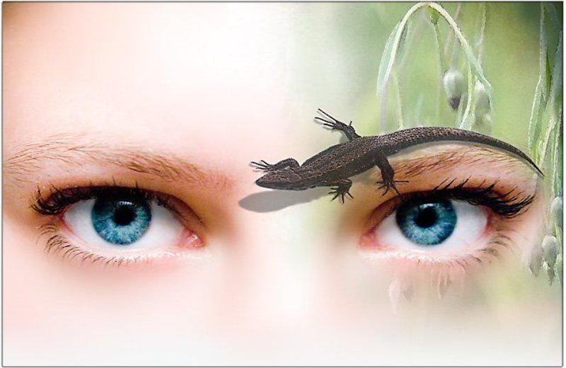 глаза, ящерка, природа ящеркаphoto preview