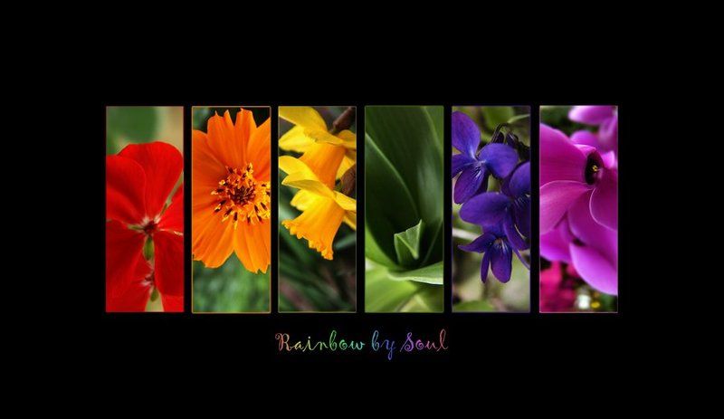 colors Rainbow 4photo preview