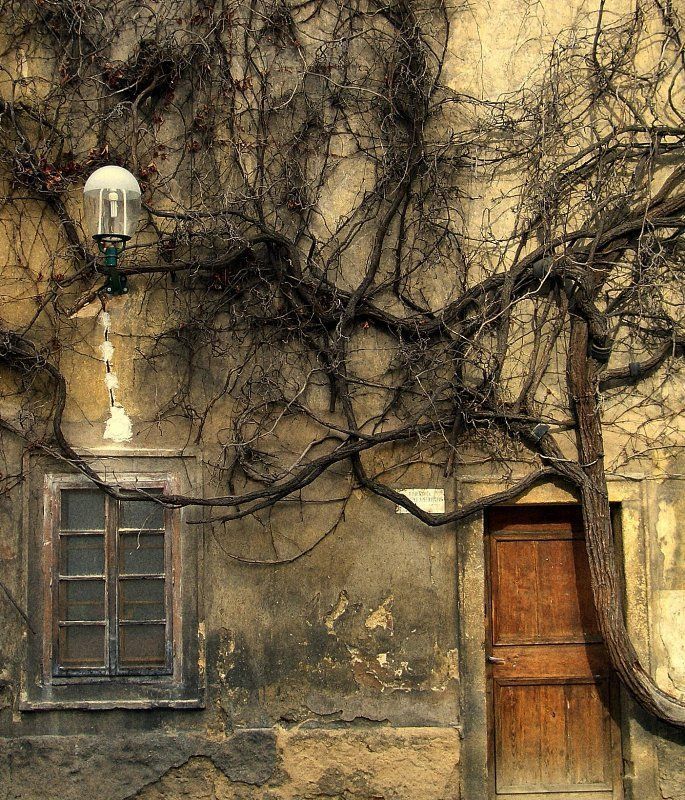 дверь, дерево, стена Дерево и дверь.photo preview