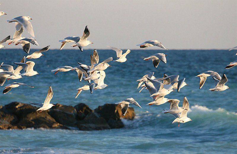 птицы, море, Александр Цабель